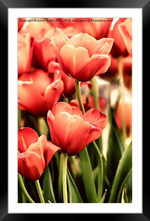 Tulips in artistic pastel colors Framed Mounted Print by Simon Bratt LRPS