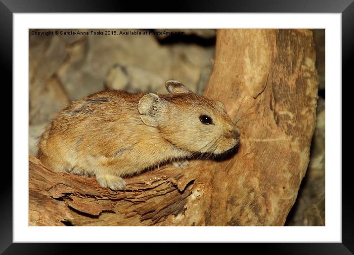  Gerbil in the Wild, Mongolia Framed Mounted Print by Carole-Anne Fooks