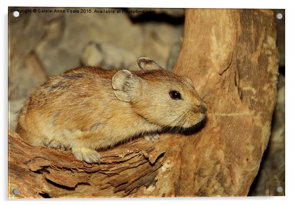  Gerbil in the Wild, Mongolia Acrylic by Carole-Anne Fooks