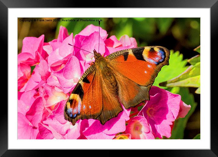  Beautiful Peacock butterfly Framed Mounted Print by Frank Irwin