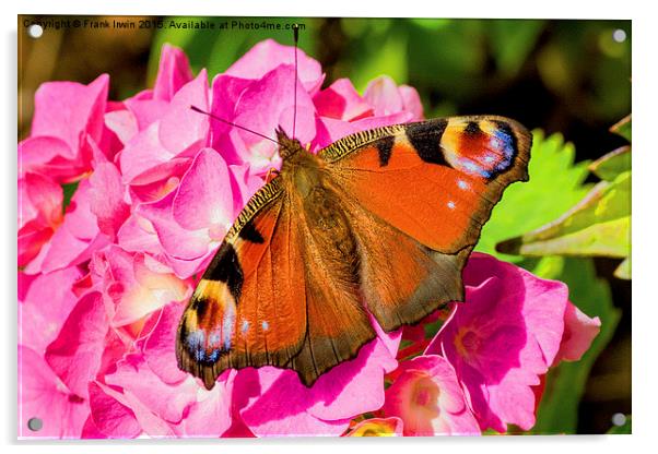  Beautiful Peacock butterfly Acrylic by Frank Irwin