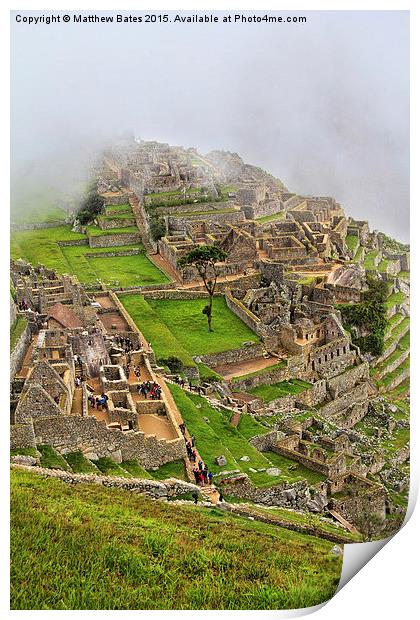 Machu Picchu tree Print by Matthew Bates