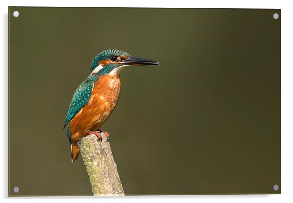  Kingfisher Acrylic by Ian Hufton