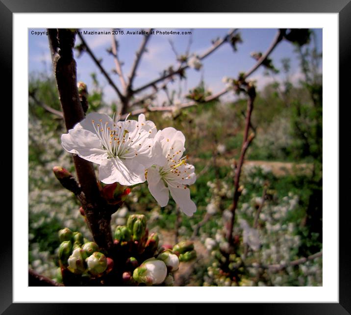  Cherry flowers, Framed Mounted Print by Ali asghar Mazinanian