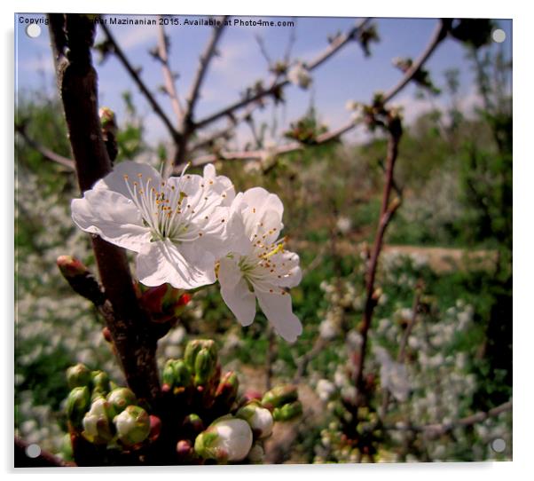  Cherry flowers, Acrylic by Ali asghar Mazinanian