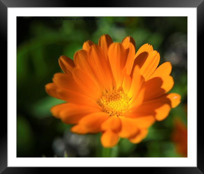  Summer Marigold Framed Mounted Print by Jacqui Farrell