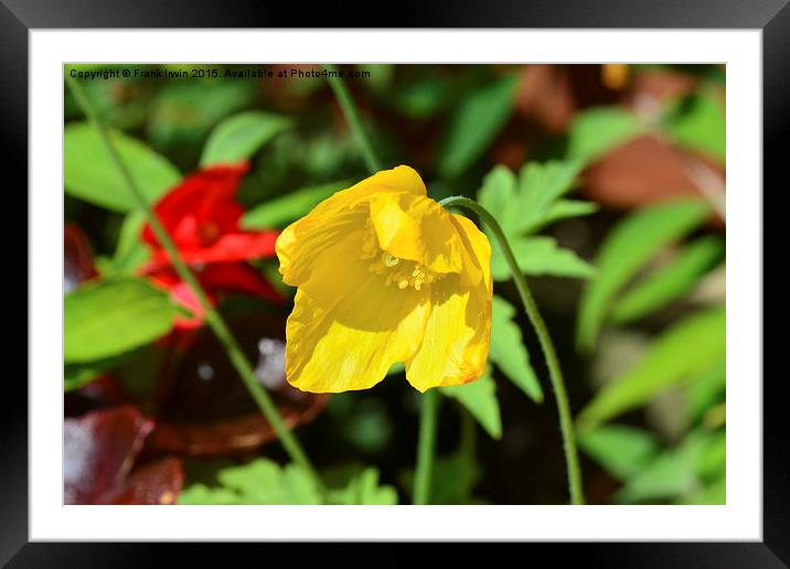  A pretty yellow flower growing in the wild Framed Mounted Print by Frank Irwin