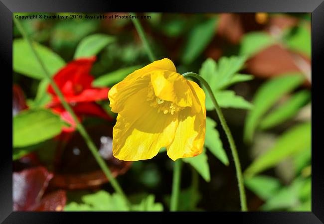  A pretty yellow flower growing in the wild Framed Print by Frank Irwin