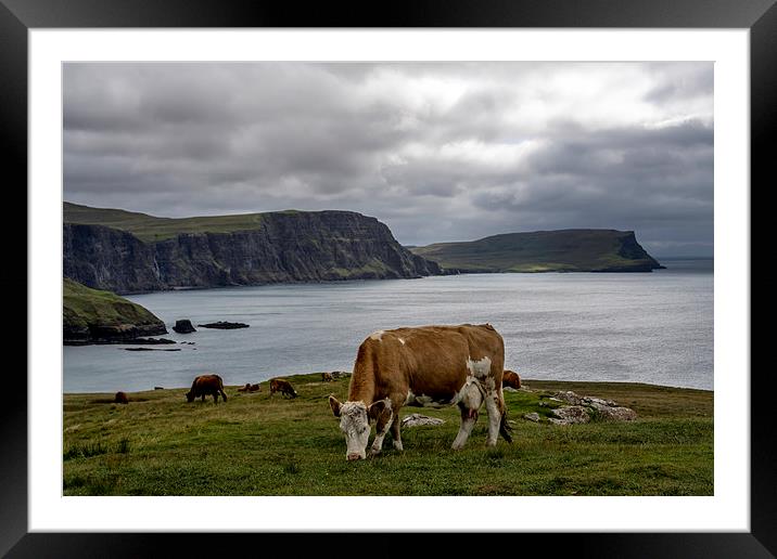  Grazing on Skye Framed Mounted Print by Sam Smith