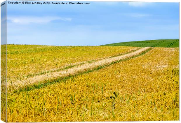  Fields of Gold Canvas Print by Rick Lindley