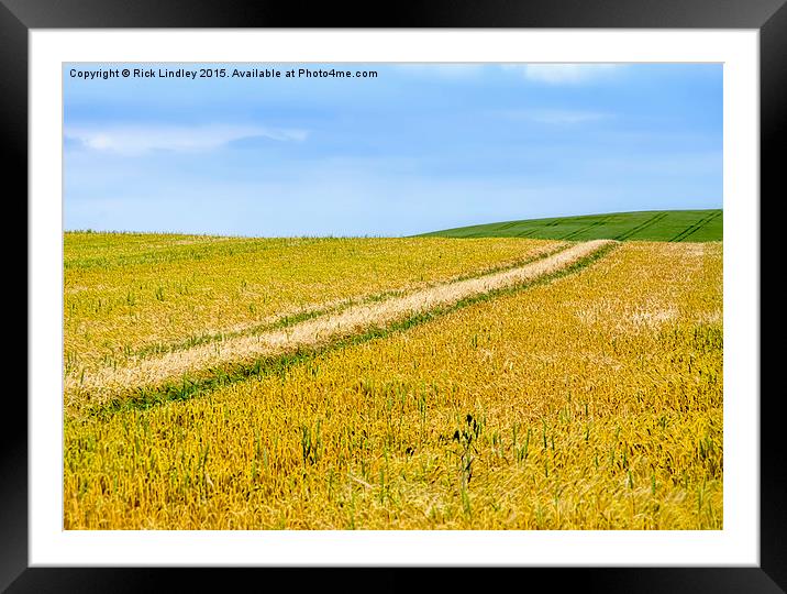  Fields of Gold Framed Mounted Print by Rick Lindley