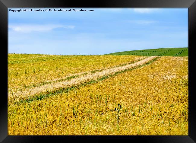  Fields of Gold Framed Print by Rick Lindley