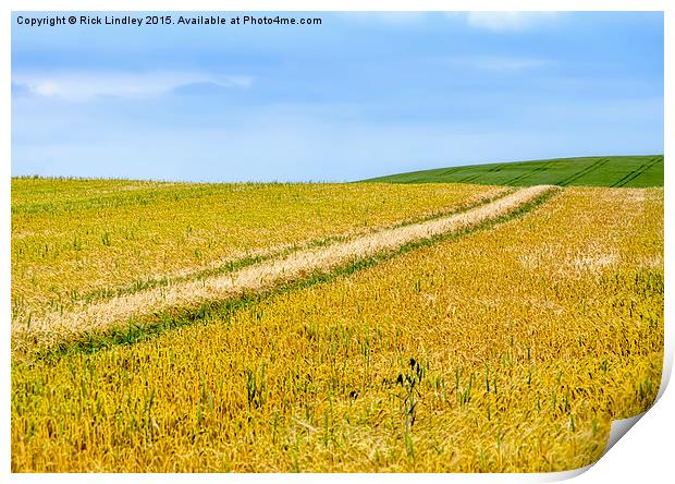  Fields of Gold Print by Rick Lindley