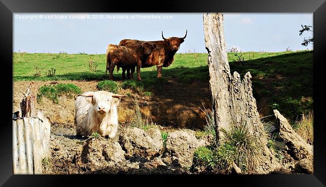  the longhorn Framed Print by carl blake