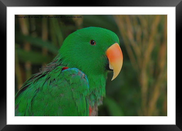 Eclectus Parrot Framed Mounted Print by rawshutterbug 