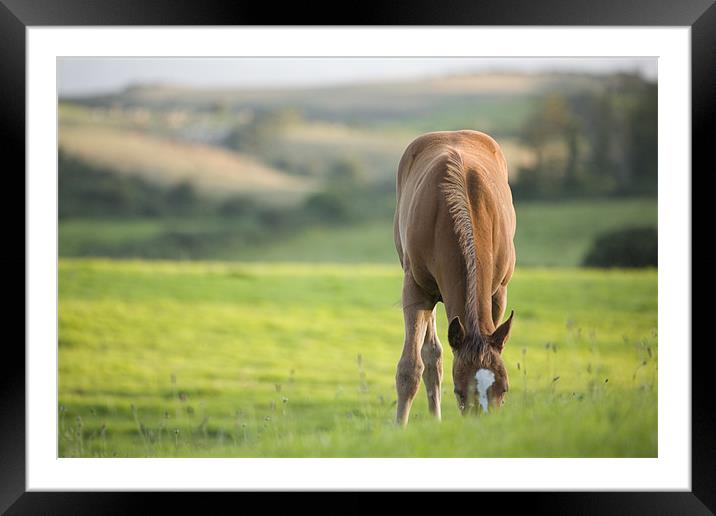 Horses in field near ballyvaloo, Blackwater. Framed Mounted Print by Ian Middleton