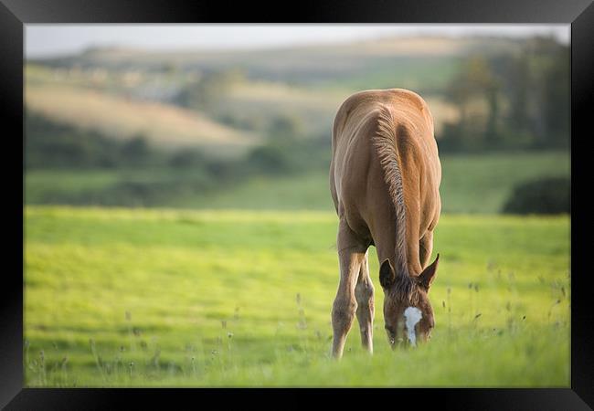 Horses in field near ballyvaloo, Blackwater. Framed Print by Ian Middleton