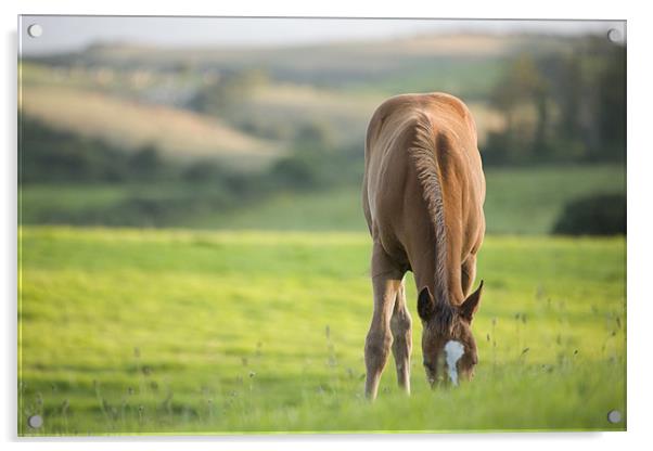 Horses in field near ballyvaloo, Blackwater. Acrylic by Ian Middleton