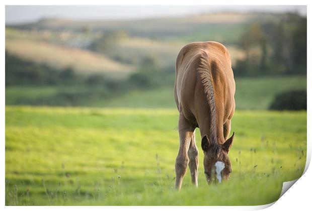 Horses in field near ballyvaloo, Blackwater. Print by Ian Middleton