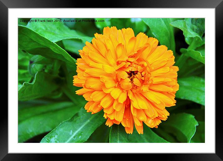  Colourful Orange Signet Marigold Framed Mounted Print by Frank Irwin