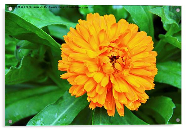  Colourful Orange Signet Marigold Acrylic by Frank Irwin