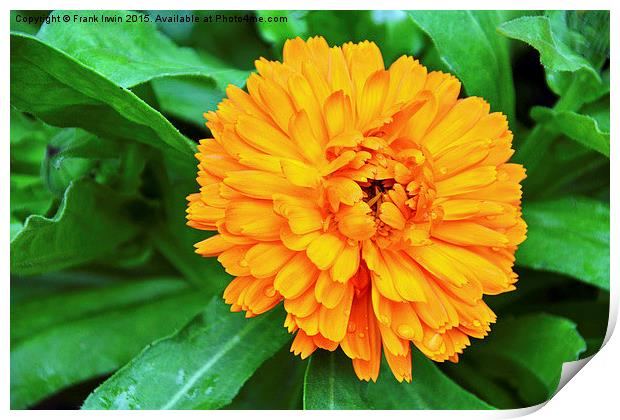  Colourful Orange Signet Marigold Print by Frank Irwin
