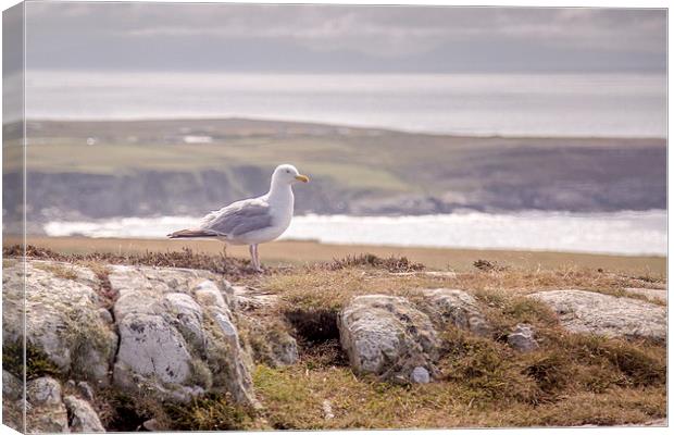 South Stack Seagull Canvas Print by Sean Wareing