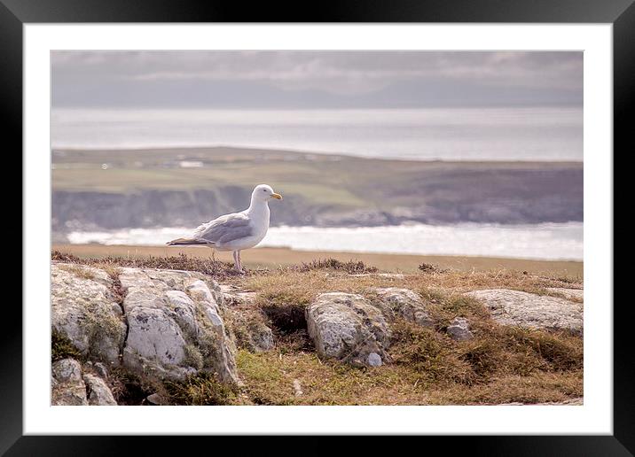  South Stack Seagull Framed Mounted Print by Sean Wareing