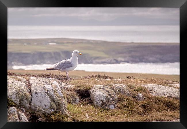 South Stack Seagull Framed Print by Sean Wareing