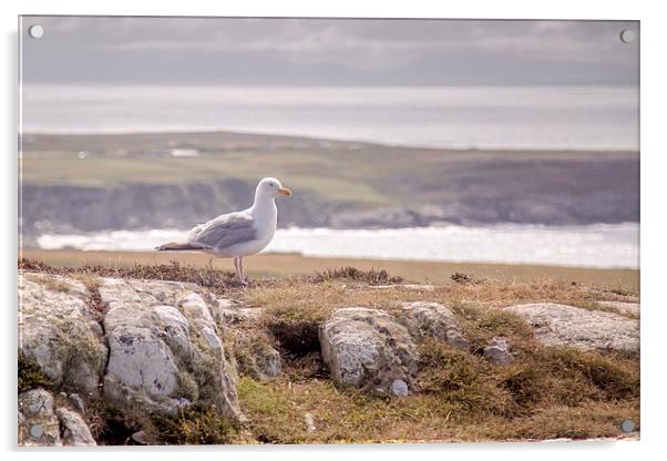  South Stack Seagull Acrylic by Sean Wareing