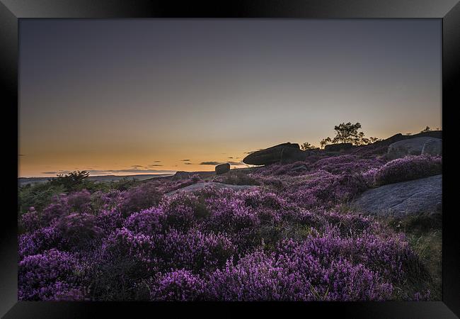 Heather in Bloom at Millstone Edge Framed Print by Jeni Harney