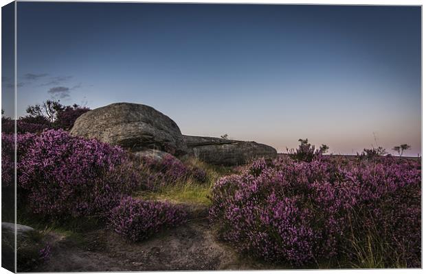 Heather in Bloom at Millstone Edge Canvas Print by Jeni Harney