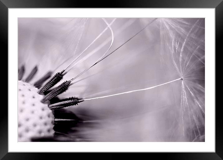  Dandy Framed Mounted Print by Ally Coxon