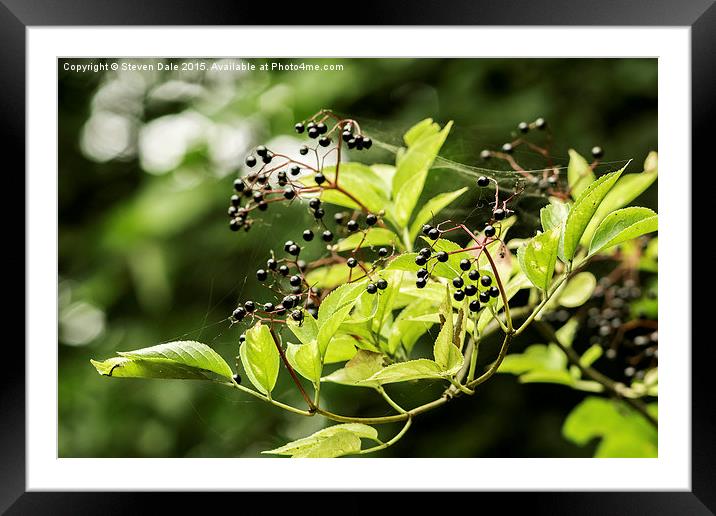 Elderberry's Radiant Backlit Blossom Framed Mounted Print by Steven Dale