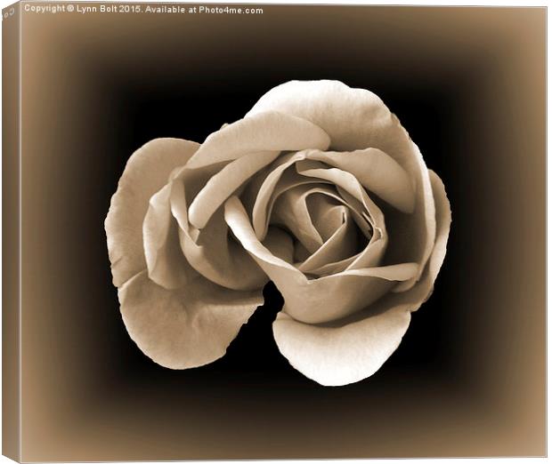  Sepia Rose Canvas Print by Lynn Bolt