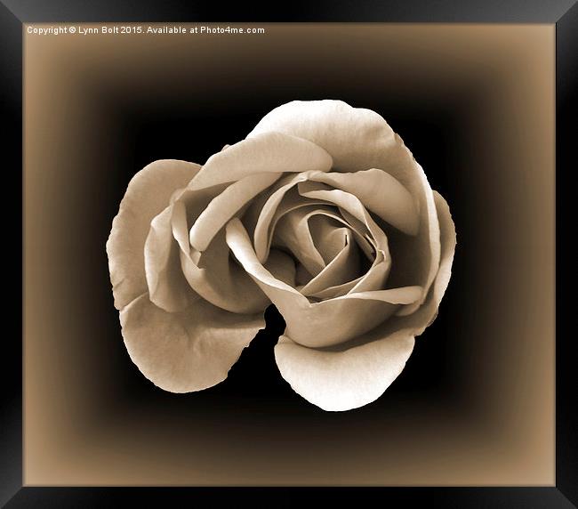  Sepia Rose Framed Print by Lynn Bolt