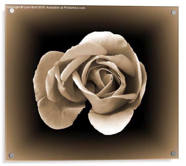  Sepia Rose Acrylic by Lynn Bolt
