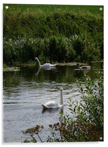 Family of Swans Acrylic by Ben Tasker