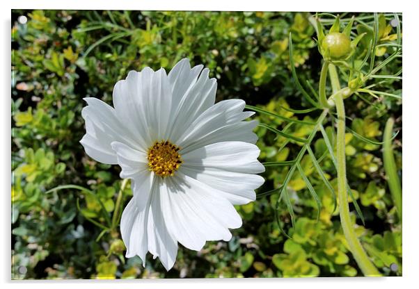  shining white flower Acrylic by Marinela Feier