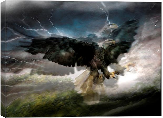  I sea eagles Canvas Print by Alan Mattison