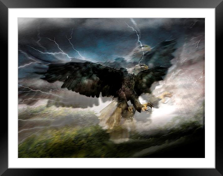  I sea eagles Framed Mounted Print by Alan Mattison