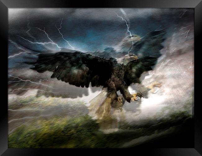  I sea eagles Framed Print by Alan Mattison