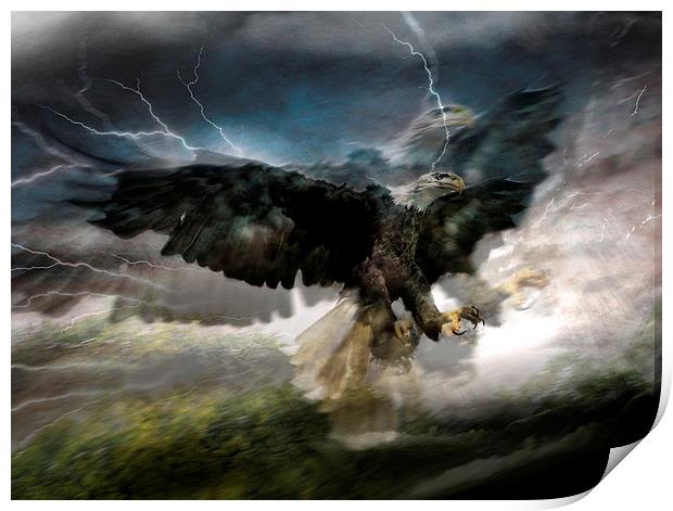 I sea eagles Print by Alan Mattison