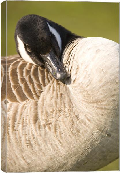Canada Goose, Rooksbury Mill, Andover, England. Canvas Print by Ian Middleton