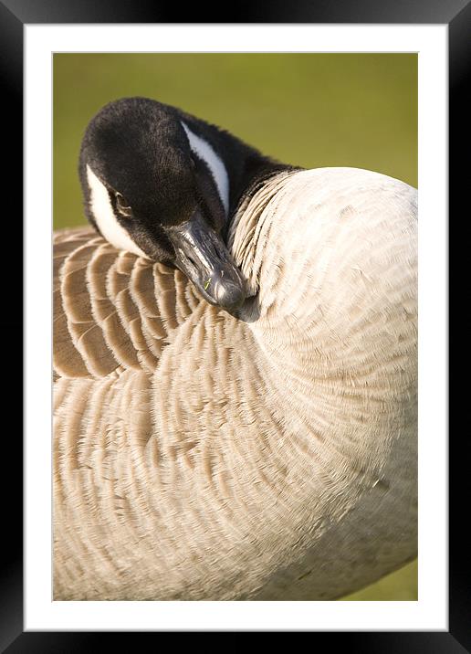 Canada Goose, Rooksbury Mill, Andover, England. Framed Mounted Print by Ian Middleton