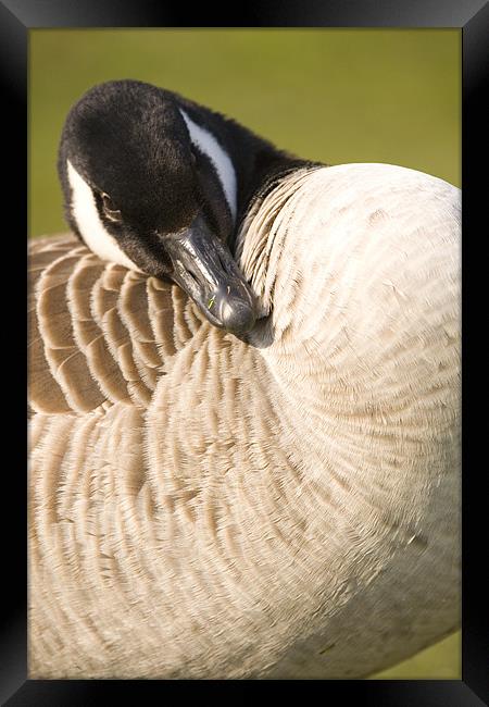 Canada Goose, Rooksbury Mill, Andover, England. Framed Print by Ian Middleton