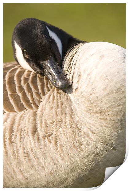 Canada Goose, Rooksbury Mill, Andover, England. Print by Ian Middleton