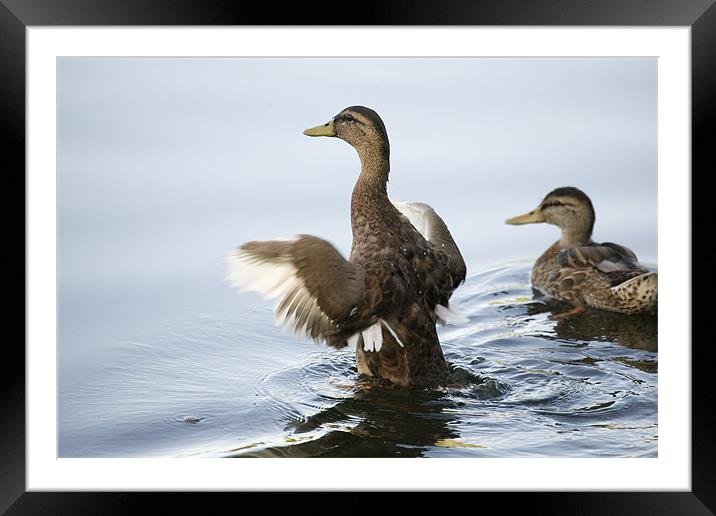 Duck preparing to fly Framed Mounted Print by Ian Middleton