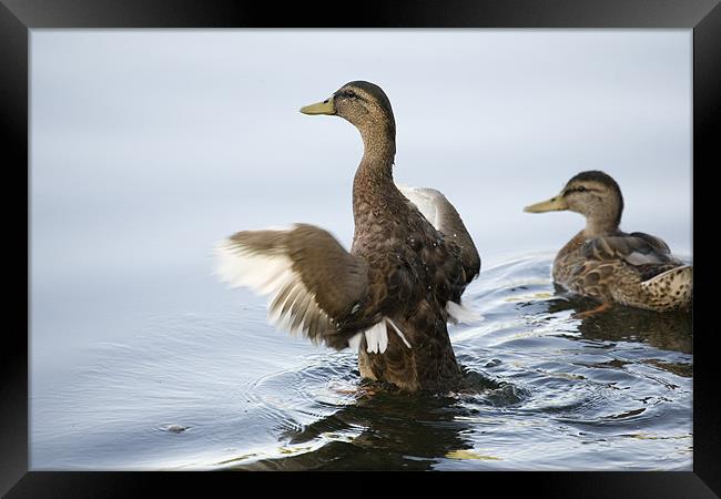 Duck preparing to fly Framed Print by Ian Middleton