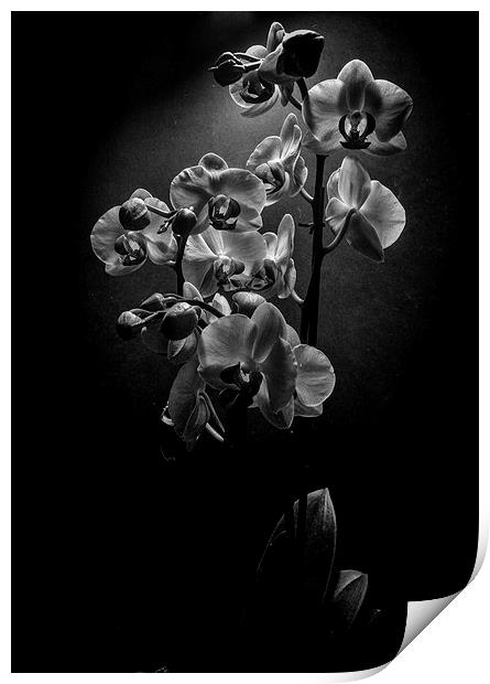  Orchids Print by Ashley Cottle